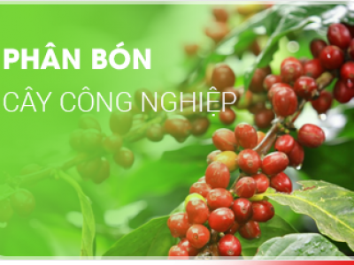 CÔNG TY TNHH SIBA